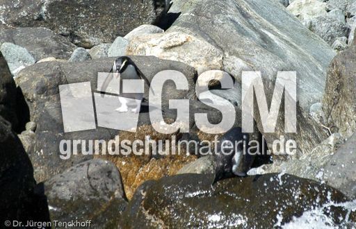 Dickschnabelpinguin (12 von 45).jpg